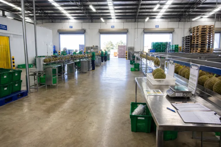 Chasing Thailand: Why Vietnam Durian Exports to China Became a Breakout Success