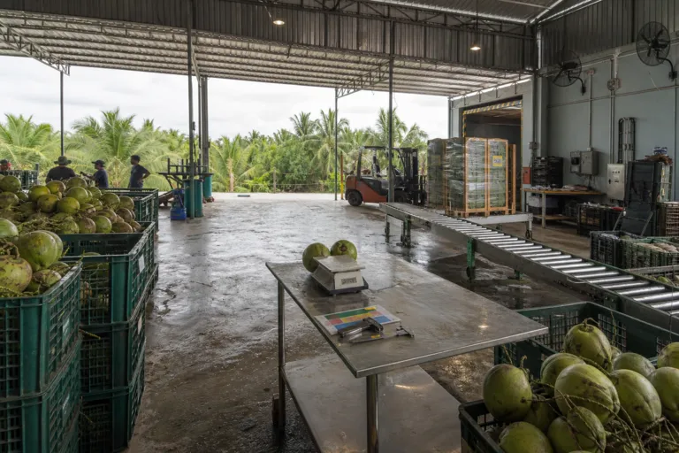 The New Green Gold: Vietnam’s Coconut Surge Rewrites the Vietnam Coconut Export Market in China and the US