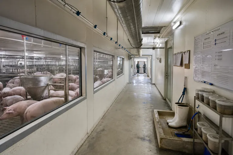 Scaling the Herd: How Industrial Pork Farming Is Modernizing Vietnam’s Livestock Pork Industry